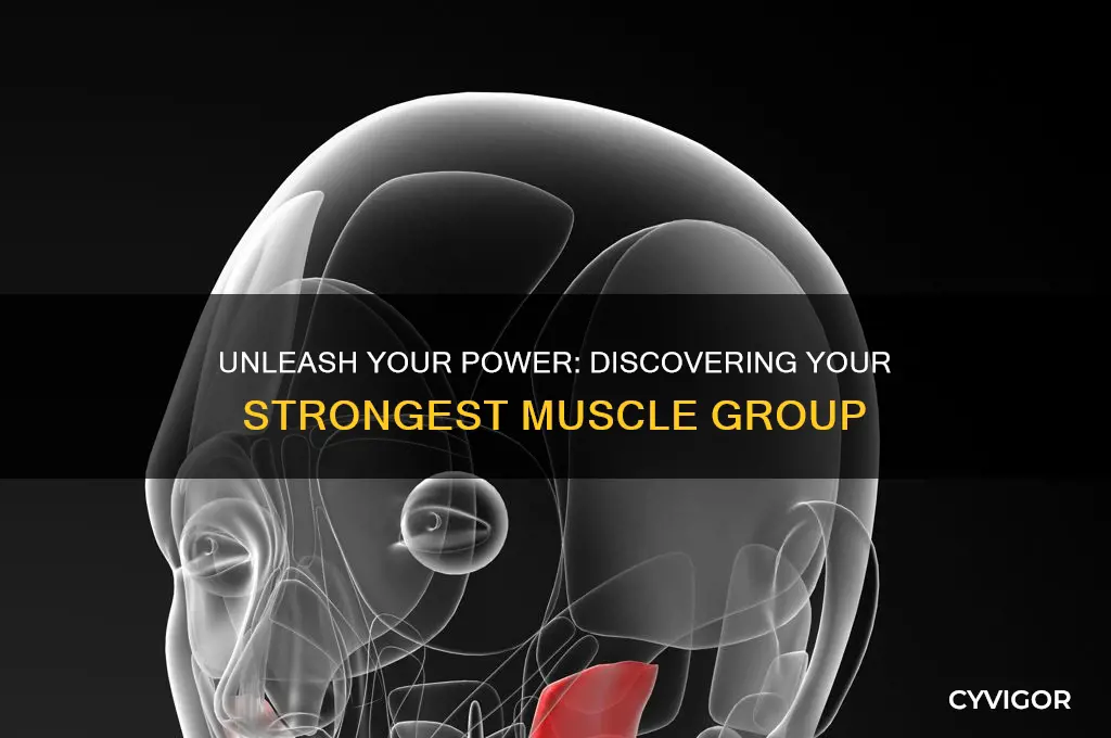 what is your strongest muscle group