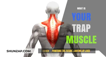 Trap Muscles: What Are They?