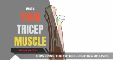 Understanding the Tricep Muscle Function and Anatomy