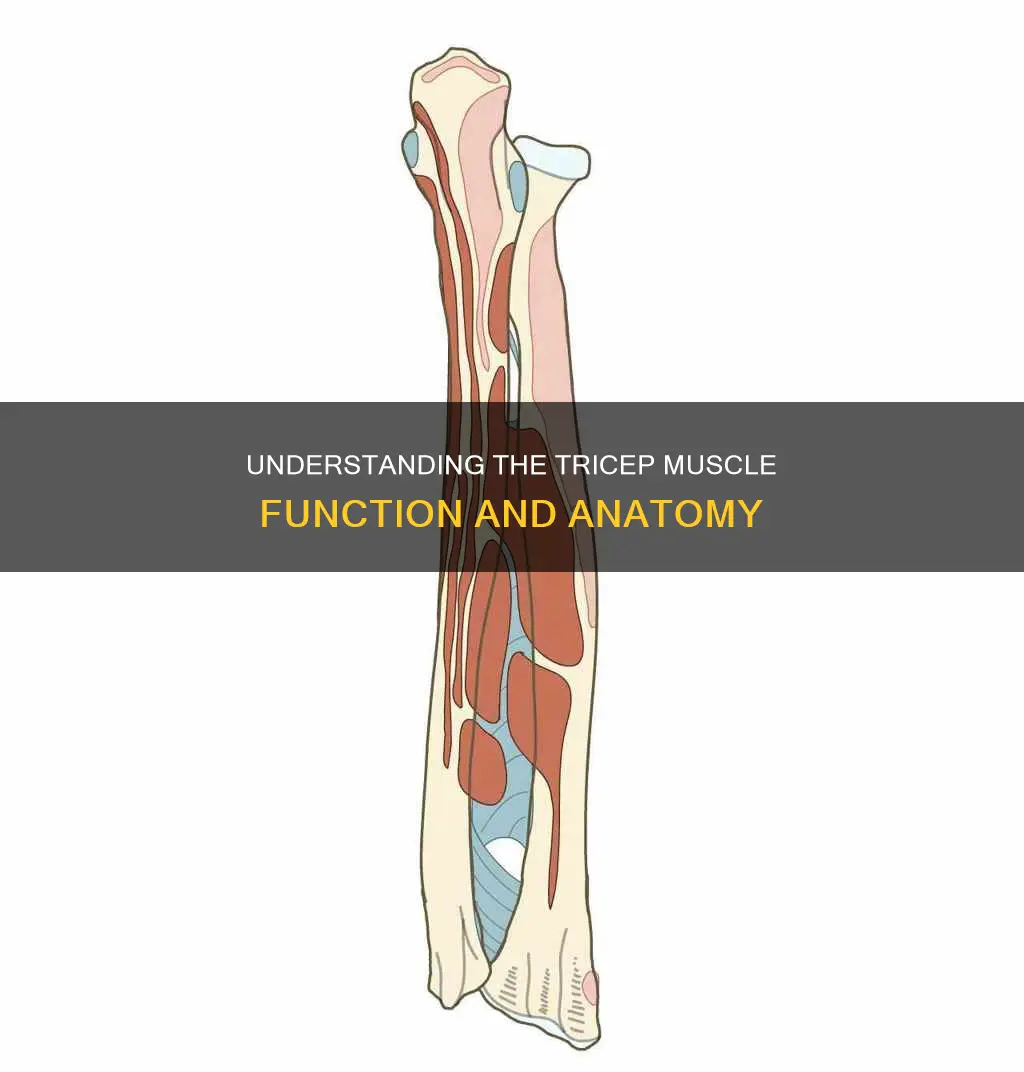 what is your tricep muscle