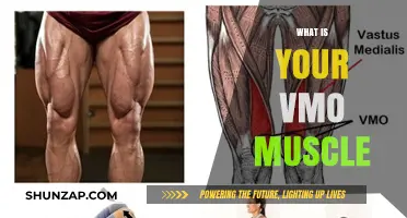 VMO Muscle: What, Where, and Why You Need to Know