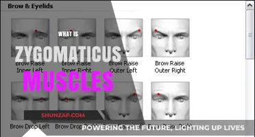 Zygomaticus Muscles: The Key to Your Smile