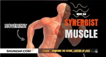 Understanding Synergist Muscles: How They Work Together