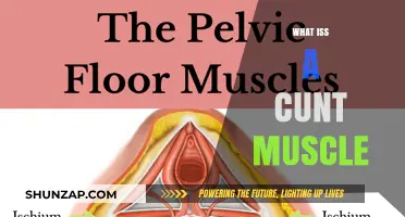 The Cunt Muscle: What's the Deal?