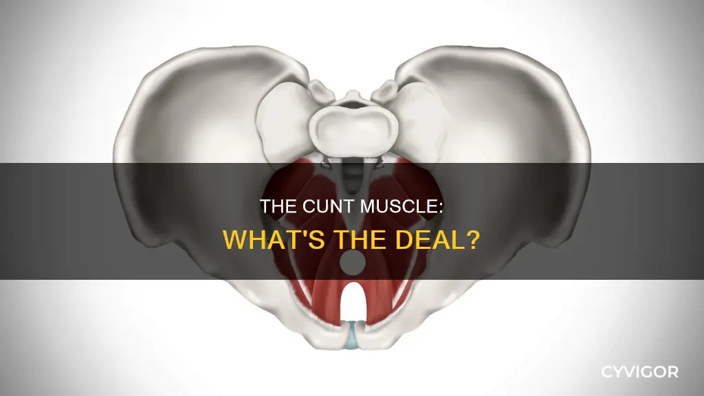what iss a cunt muscle
