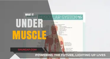 Understanding What Lies Beneath the Muscle