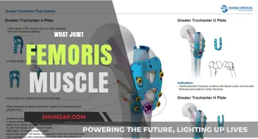 Unlocking the Secrets of the Hip Joint