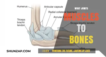 Ligaments: The Glue Holding Muscles, Bones Together