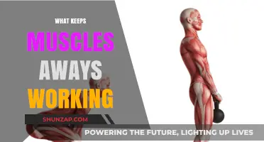 The Science Behind Muscle Endurance: What Keeps Them Going Strong