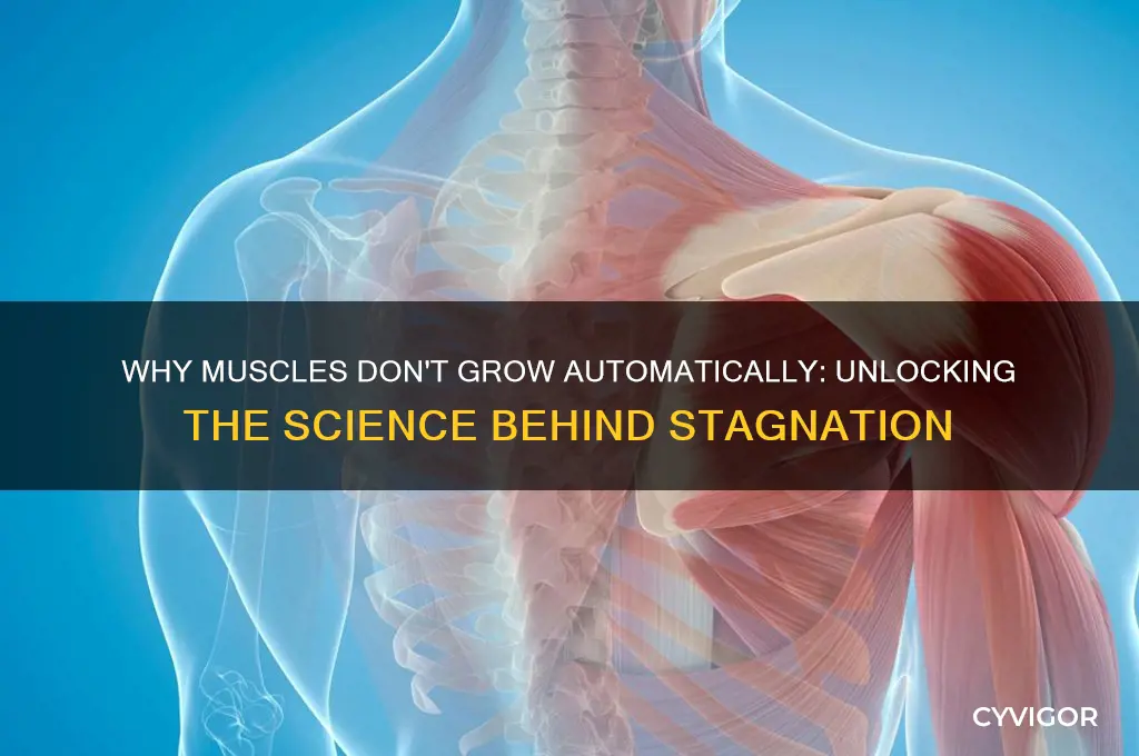 what keeps our muscles from growing on its own