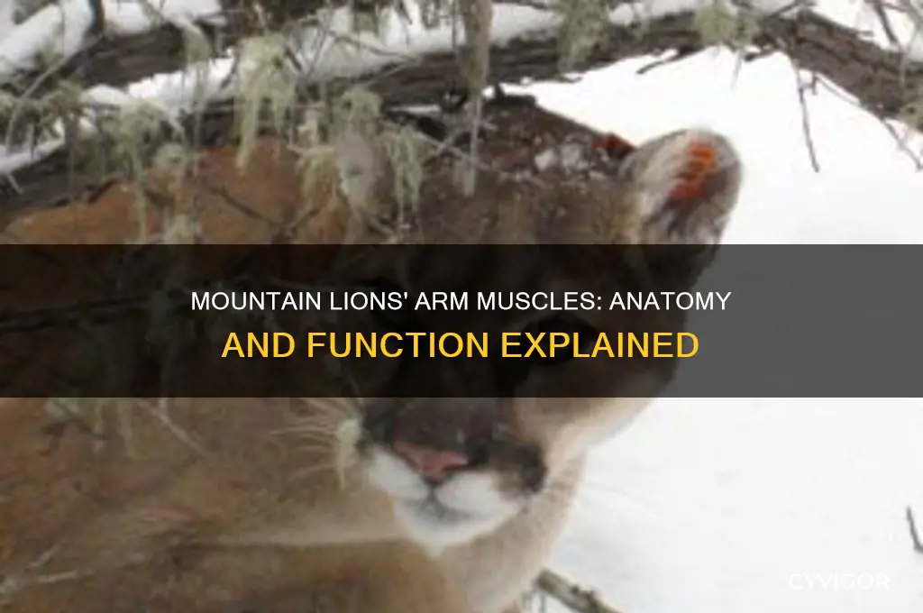 what kind of arm muscles do mountain lions have
