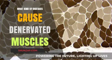 Understanding Denervated Muscles: Diseases That Lead to Nerve Damage