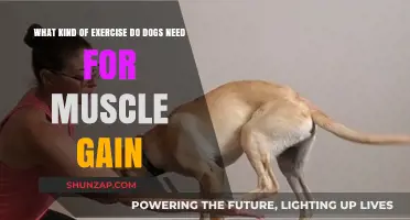 Building Canine Muscle: Effective Exercises for Your Dog's Strength and Fitness