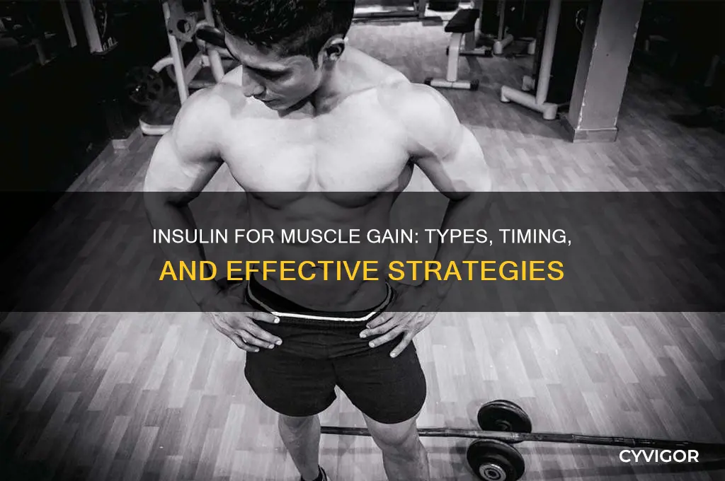 what kind of insulin for muscle gain