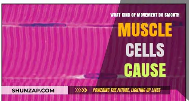 How Smooth Muscle Cells Drive Involuntary Movements in the Body