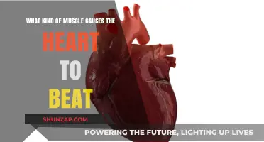 The Power of Cardiac Muscle: What Drives Your Heart's Beat?
