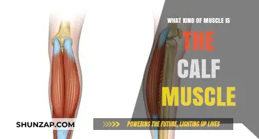 Understanding the Calf Muscle: Anatomy and Function Explained