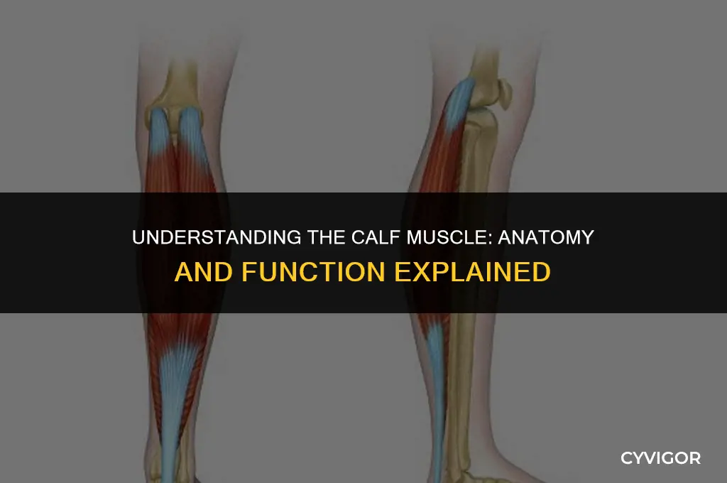 what kind of muscle is the calf muscle