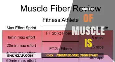 Understanding Muscle Types and Their Unique Functions