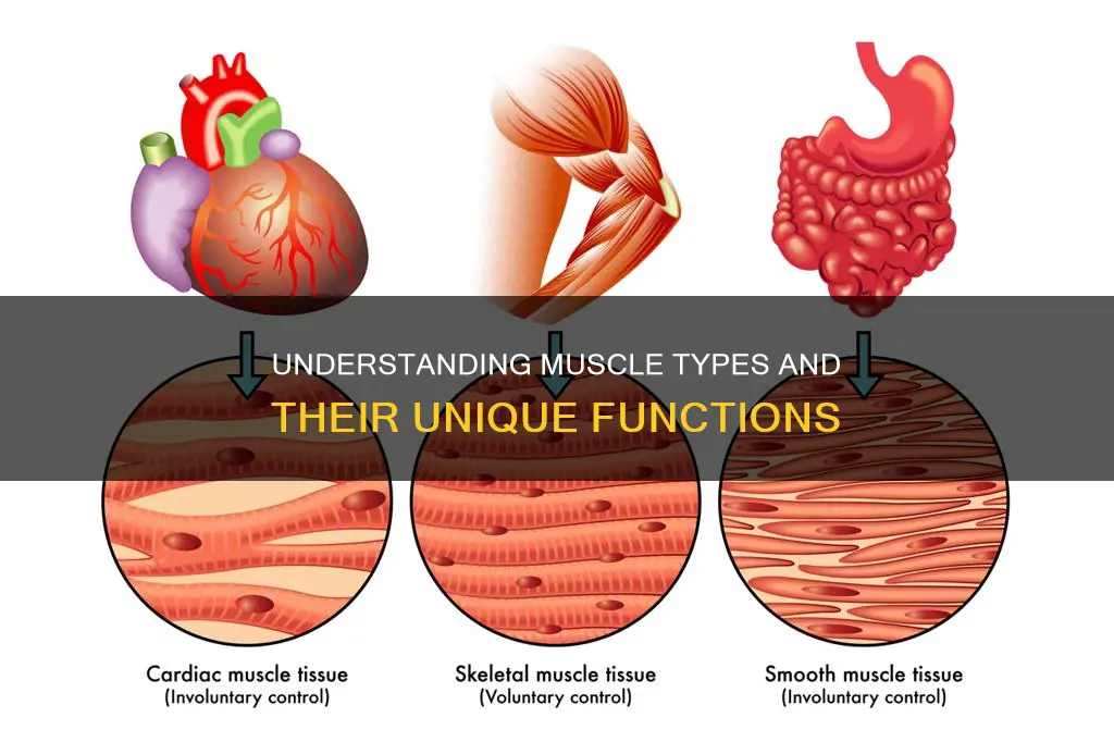 what kind of muscle is