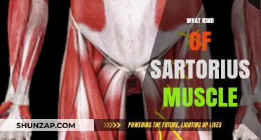 The Sartorius Muscle: A Unique and Powerful Muscle