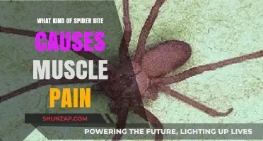 Spider Bites and Muscle Pain: Identifying the Culprit Arachnid