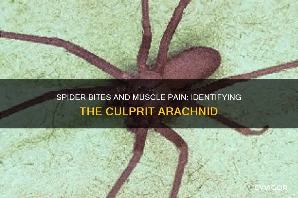 what kind of spider bite causes muscle pain
