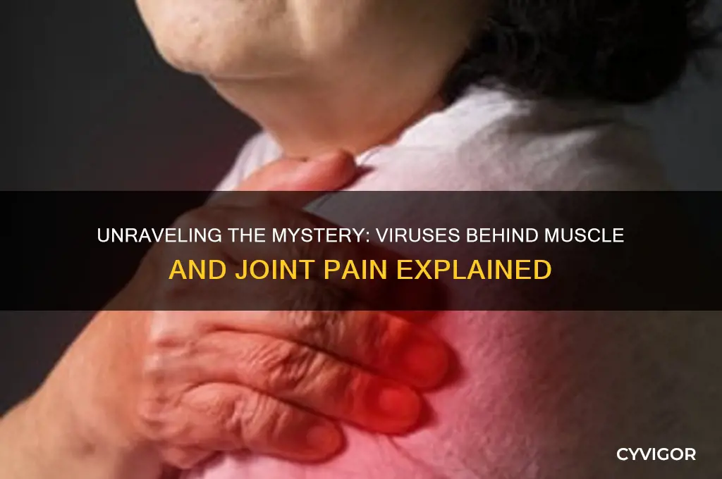 what kind of virus causes only muscle and joint pain