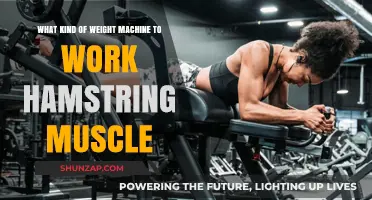 Best Weight Machines to Effectively Strengthen Your Hamstring Muscles