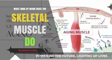 Skeletal Muscle Functions: Movement, Stability, and Beyond Explained