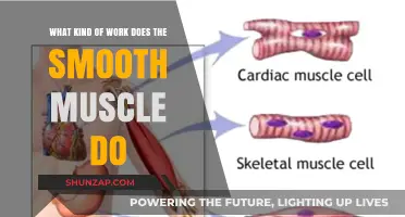 Understanding Smooth Muscle: Functions, Roles, and Essential Work in the Body