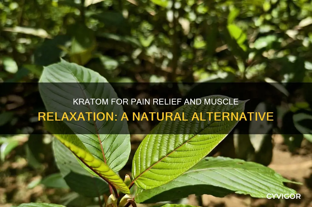 what kratom is for pain and muscle relaxer