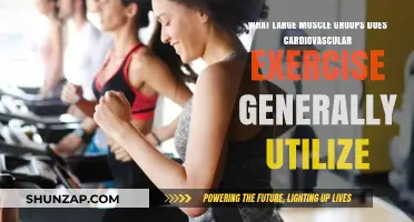 Cardio's Power Players: Major Muscle Groups Activated in Cardiovascular Exercise