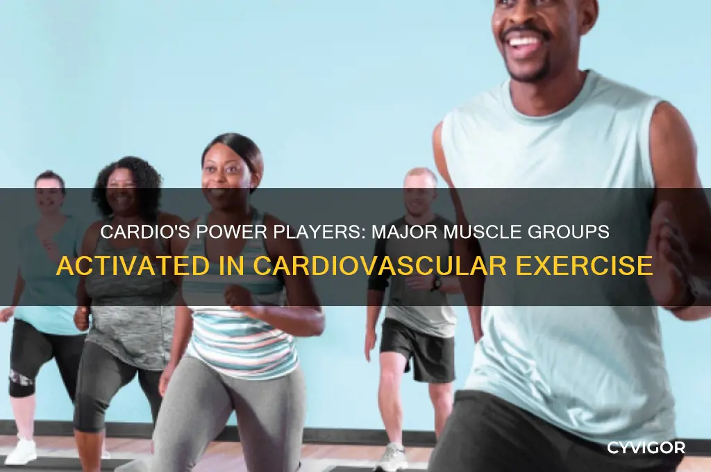 what large muscle groups does cardiovascular exercise generally utilize