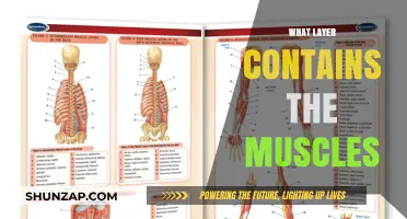 Exploring the Muscular System: Uncovering the Muscle Layer
