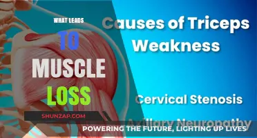 Muscle Loss: Uncovering the Root Causes