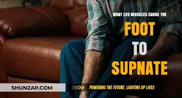 Understanding Leg Muscles Responsible for Foot Supination: A Comprehensive Guide