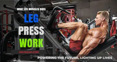 Leg Press Muscles: Targeted Lower Body Strength Training Explained