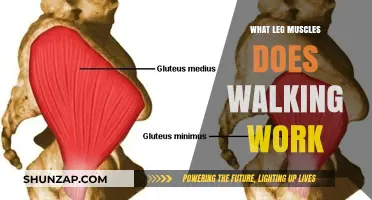 Walking's Impact: Key Leg Muscles Engaged and Strengthened