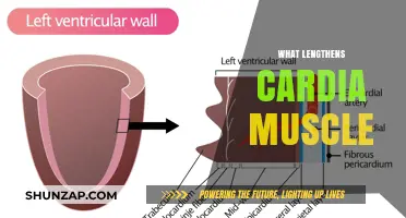 How to Lengthen Your Cardiac Muscle