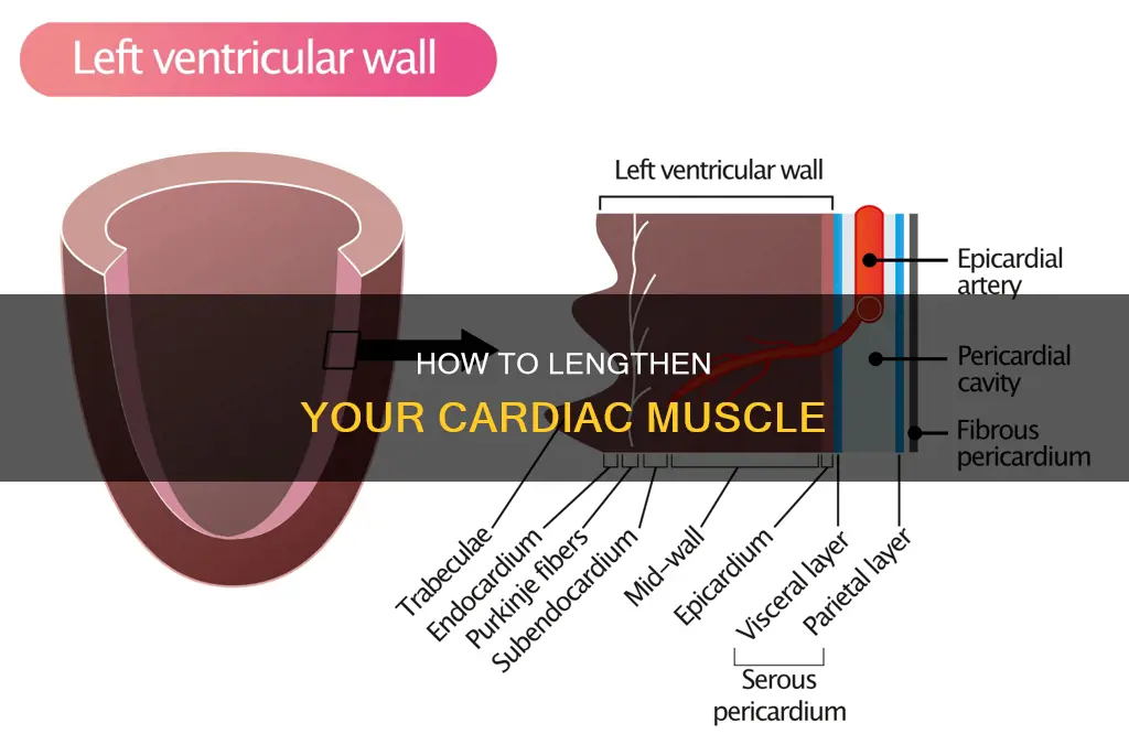 what lengthens cardia muscle