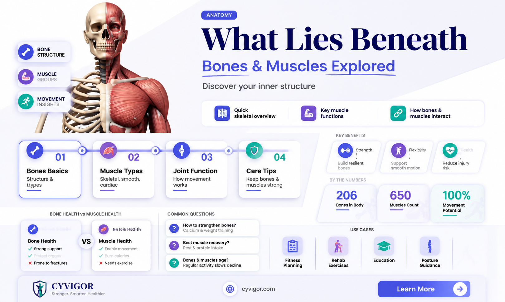 are bones or muscles superficial