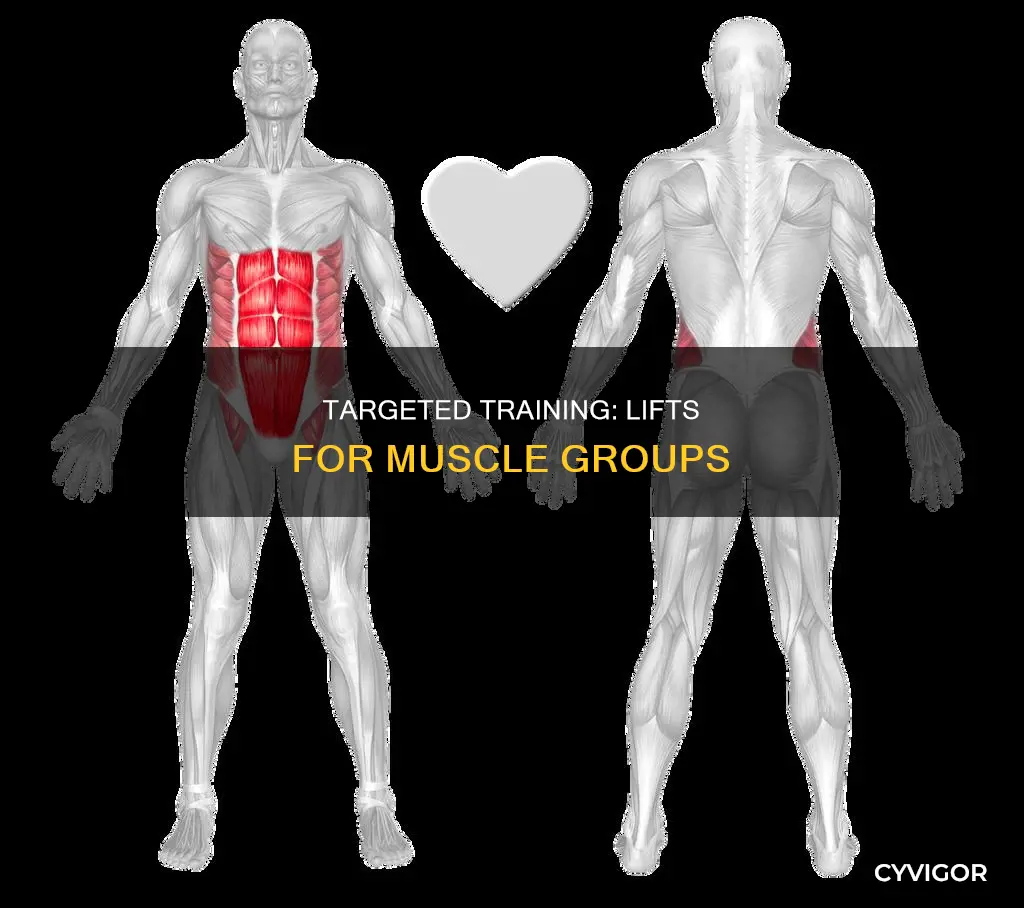 what lift for what muscle