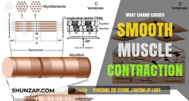 Key Ligands Triggering Smooth Muscle Contraction: Mechanisms Explained