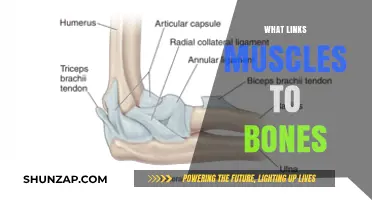 Ligaments: The Link Between Bones and Muscles