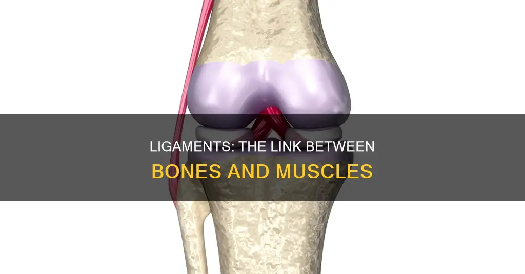 what links muscles to bones