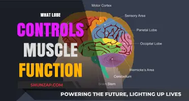 Understanding the Brain: Lobe's Role in Muscle Function