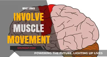 Brain Lobes: Controlling Muscle Movement