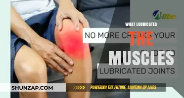 Muscle Movement: Lubrication for Smooth Functioning