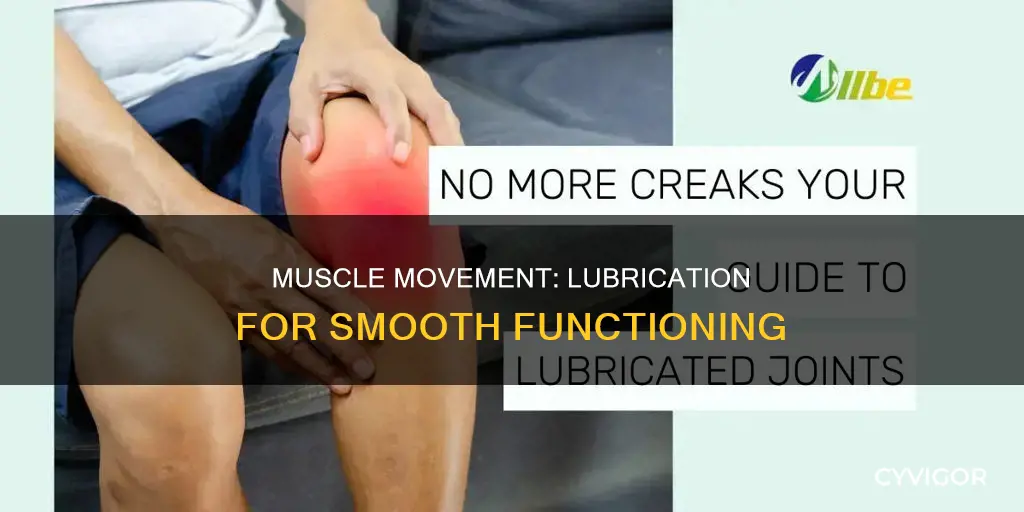 what lubricates the muscles